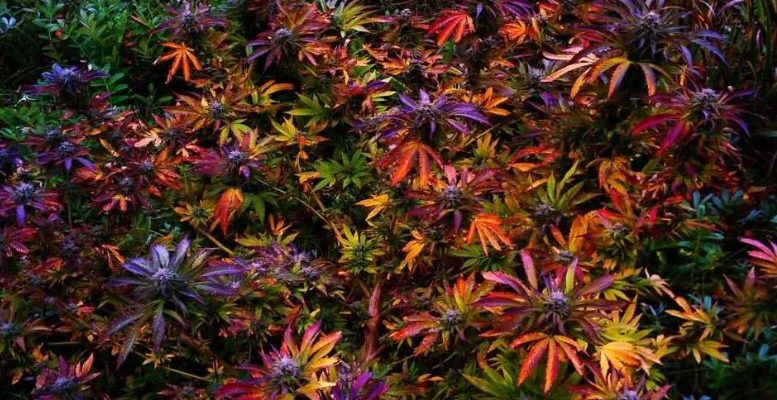 цвет марихуаны