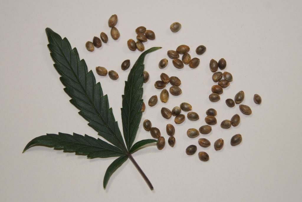 зберігання насіння марихуани