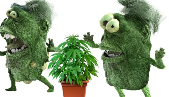 мутации марихуаны