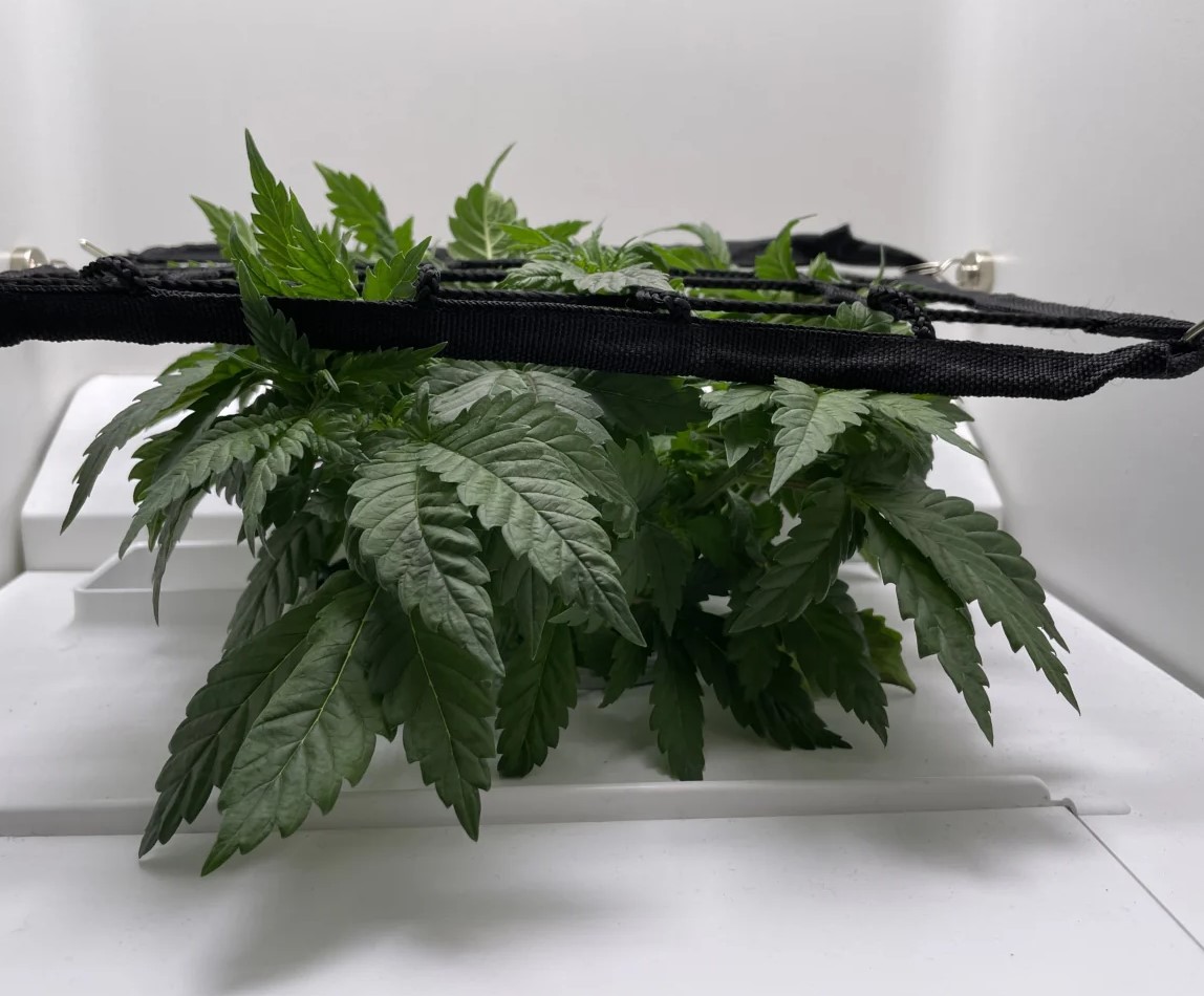 Scrog Training Method Метод ScrOG - необычная тренировка марихуаны